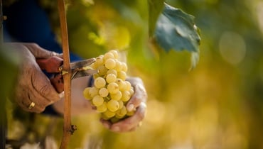 Weinlese in Südtirol