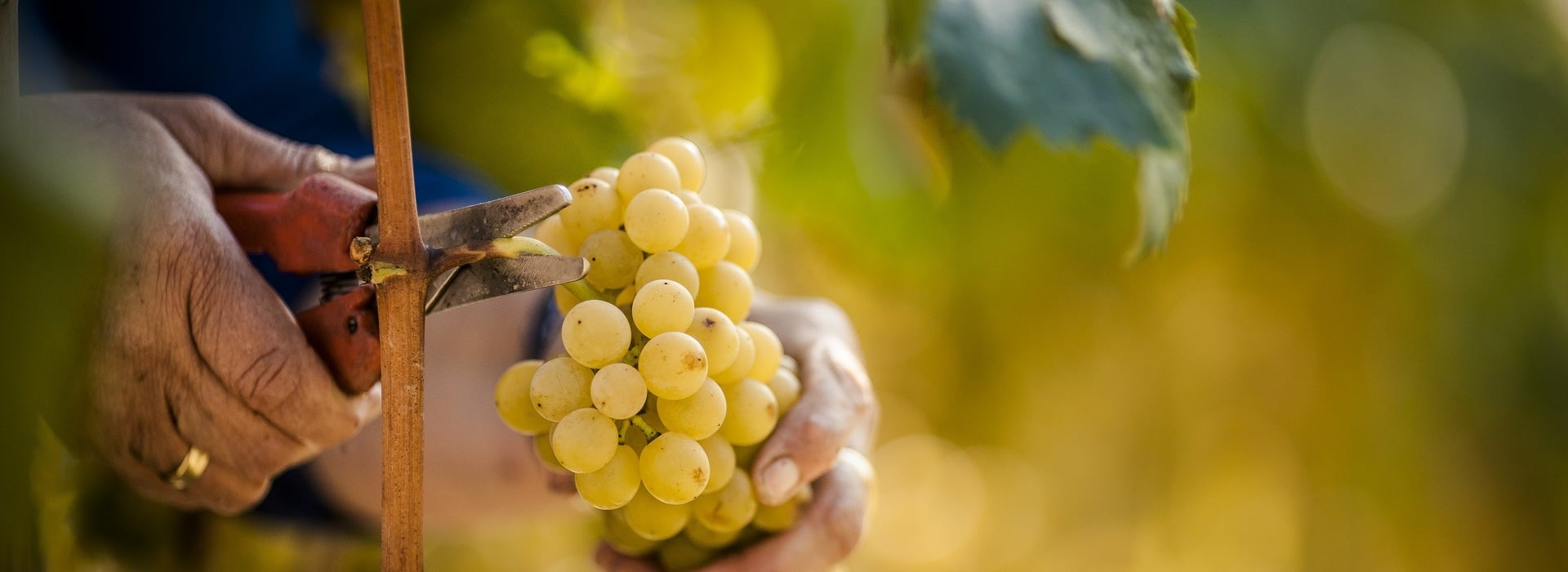Traubenernte in Südtirol