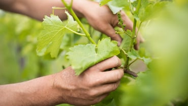 Entlauben im Weinberg