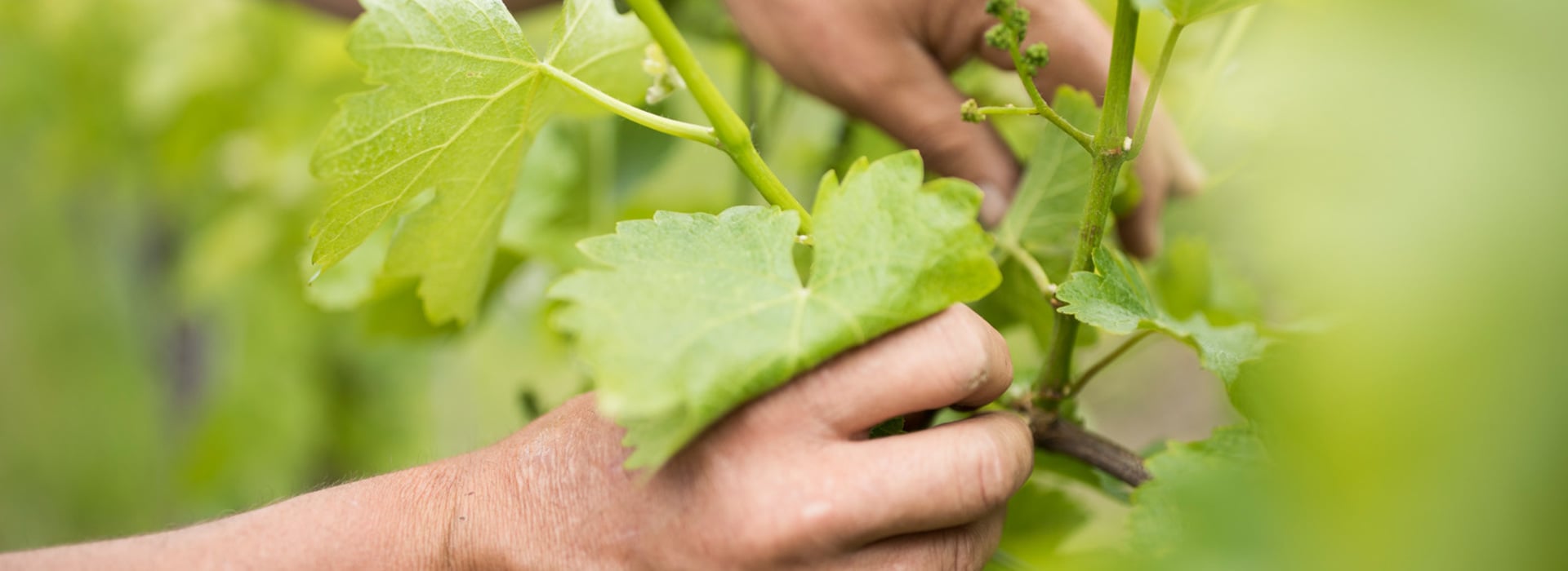 Entlauben im Weinberg