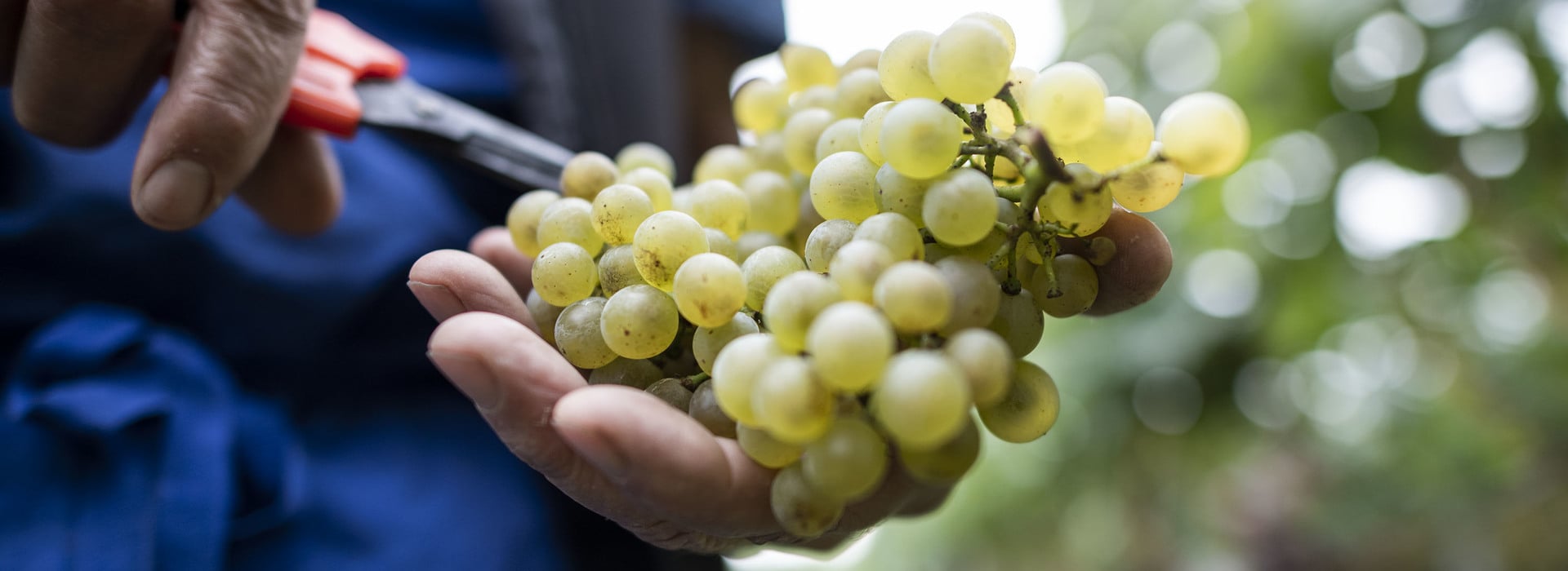 Weinlese 2024 ©Eppan Wein_AlexFilz