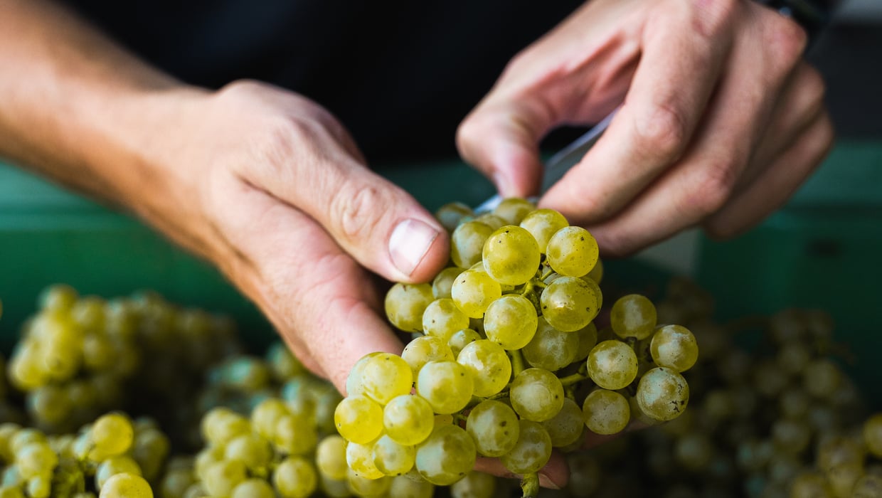 Detailaufnahme von Händen, die bei der Weinlese eine Weinrebe halten.