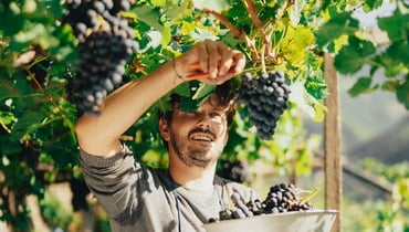 Ein junger Südtiroler Weinbauer erntet seine Trauben im Herbst