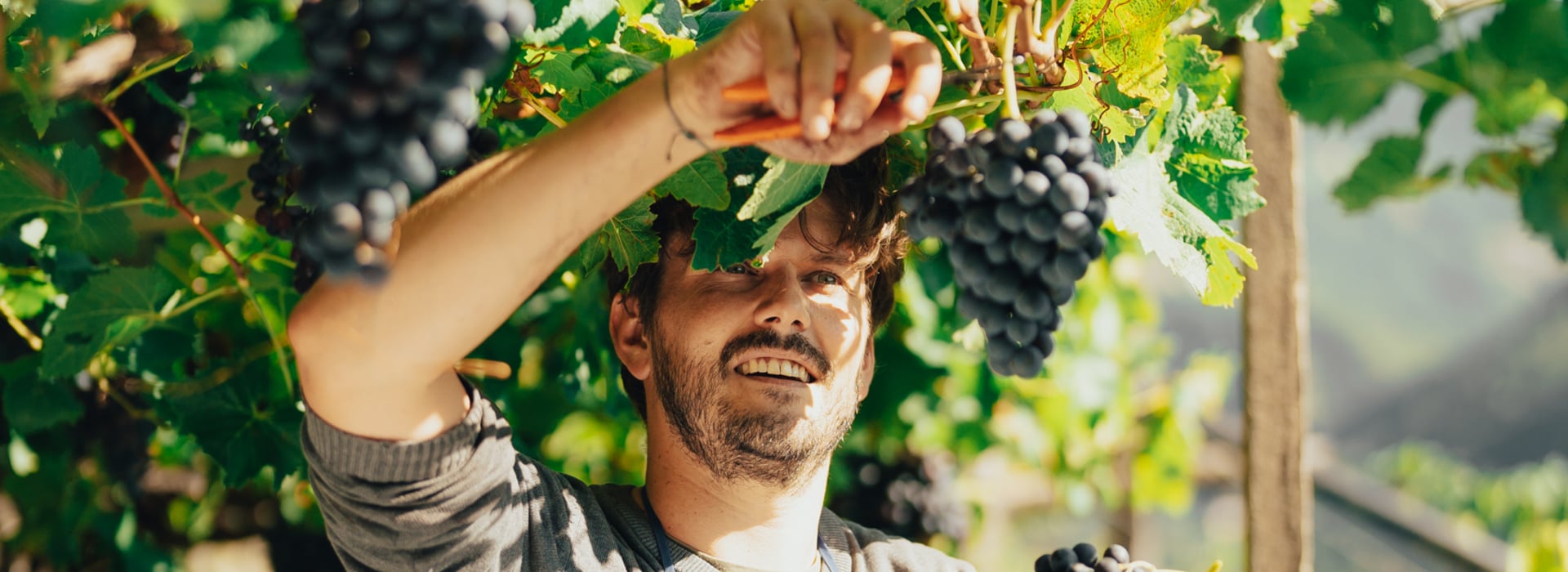 Ein junger Südtiroler Weinbauer erntet die Trauben im Herbst