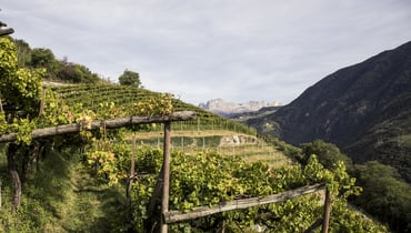 Weinland Südtirol_IDM Südtirol-Alto Adige/Florian Andergassen