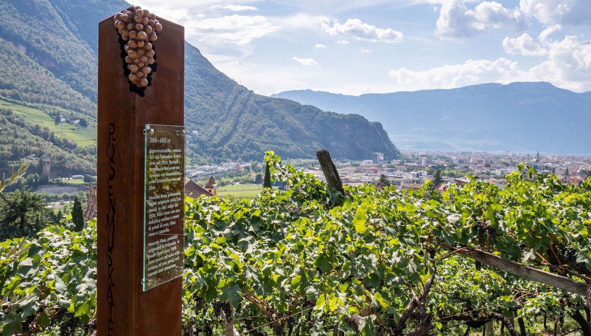 Weinwanderweg Rebe_Panorama_Bozen ©Tourismusverein Ritten Foto Manuela Tessaro