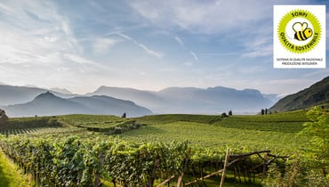 2025-SQNPI-Richtlinien Weinbau