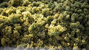 Traubenernte im August ©Eppan Wein_AlexFilz