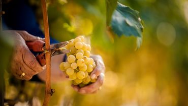 ©Südtirol_Wein_Florian Andergassen