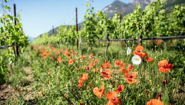 IDM/Südtirol Wein/Benjamin Pfitscher